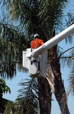 Tree Lopping and Tree Removal Kawana