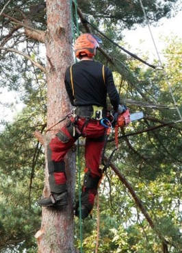 Tree Lopping and Tree Removal Caloundra Hinterland