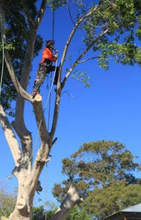 Tree Lopping and Tree Removal Yandina