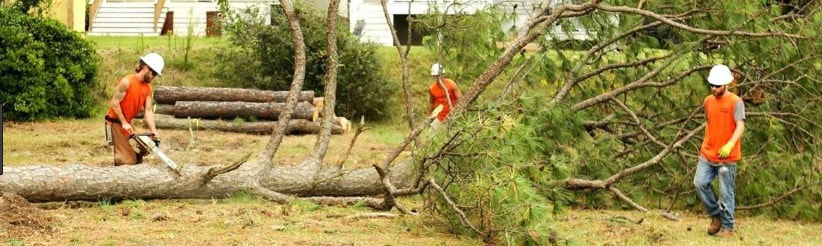 Tree Removal Tewantin