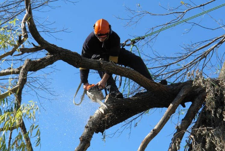 Tree Removal Noosaville