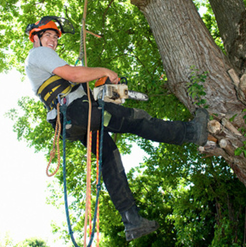Tree Lopping and Tree Removal Sunshine Coast