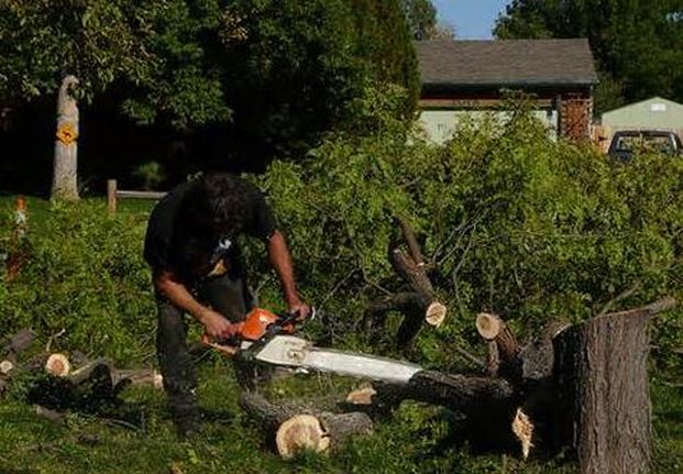 Tree Removal Noosa