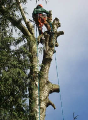 Tree Lopping and Tree Removal Warana