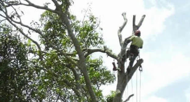 Tree Removal Yandina
