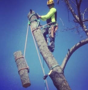 Tree Lopping and Tree Removal Eumundi