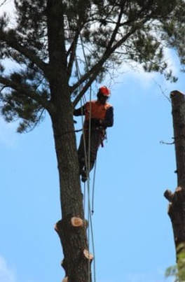 Tree Lopping and Tree Removal Golden Beach