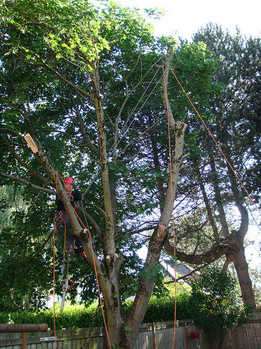 Tree Lopping and Tree Removal Coolum