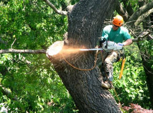 Tree Trimming Caloundra Hinterland