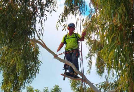 Tree Lopping and Tree Removal Peregian