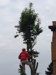 Tree Lopping Noosa