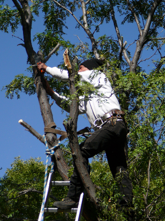 Tree Lopping and Tree Removal Maroochydore