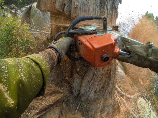 Tree stump removal and stump grinding Rosemount