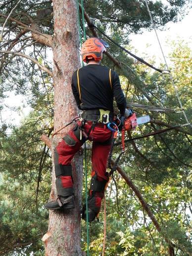 Tree Lopping and Tree Removal Landsborough