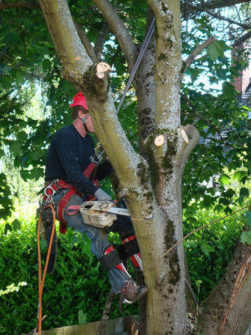 Tree Lopping and Tree Removal Noosa