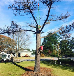Tree Lopping and Tree Removal Palmwoods
