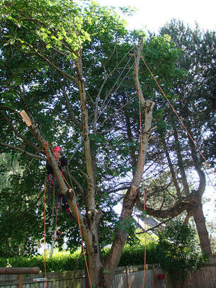 Tree Lopping Mount Coolum