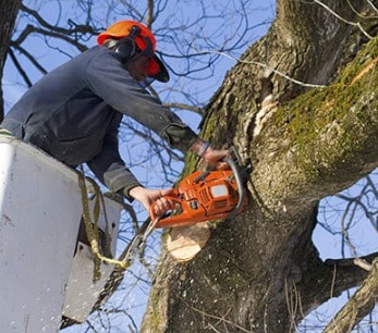 Tree Lopping and Tree Removal Currimundi