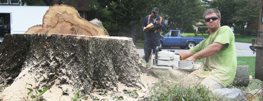 Tree stump removal and stump grinding Noosa
