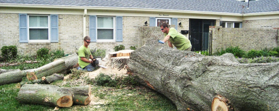 Tree removal Caloundra