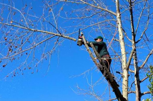 Tree Lopping and Tree Removal Tewantin
