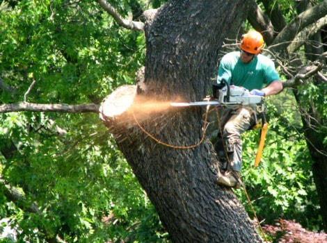 Tree Lopping and Tree Removal Kuluin