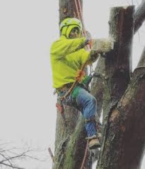 Tree Lopping and Tree Removal Wurtulla