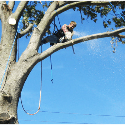 Tree Removal & Lopping Kuluin - Sunshine Coast Tree Lopping Caloundra Sunshine Coast Tree Lopping Caloundra 5 Tree care service Sunshine Coast