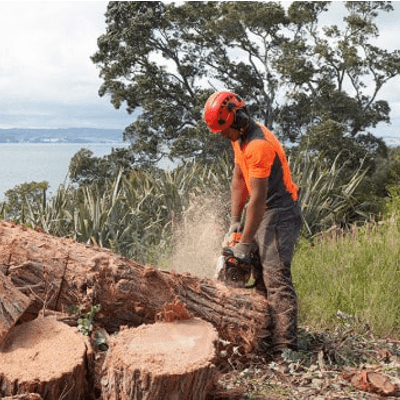 Tree Removal & Lopping Kuluin - Sunshine Coast Tree Lopping Caloundra Sunshine Coast Tree Lopping Caloundra 3 Tree removal service Sunshine Coast qld