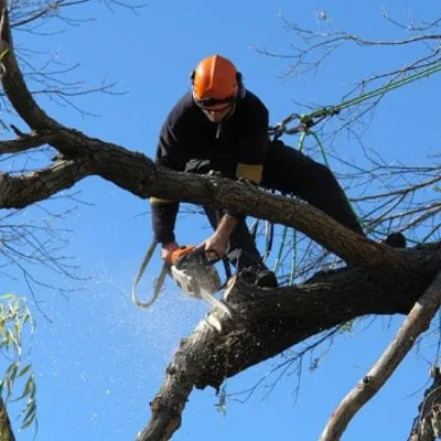 Tree trimming service Sunshine Coast
