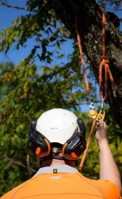 Coolum Sunshine Coast Tree Lopping Caloundra 8 Arborist Coolum