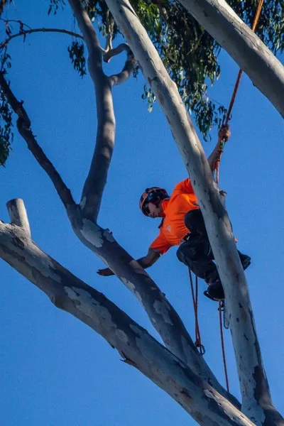 Arborist Noosa