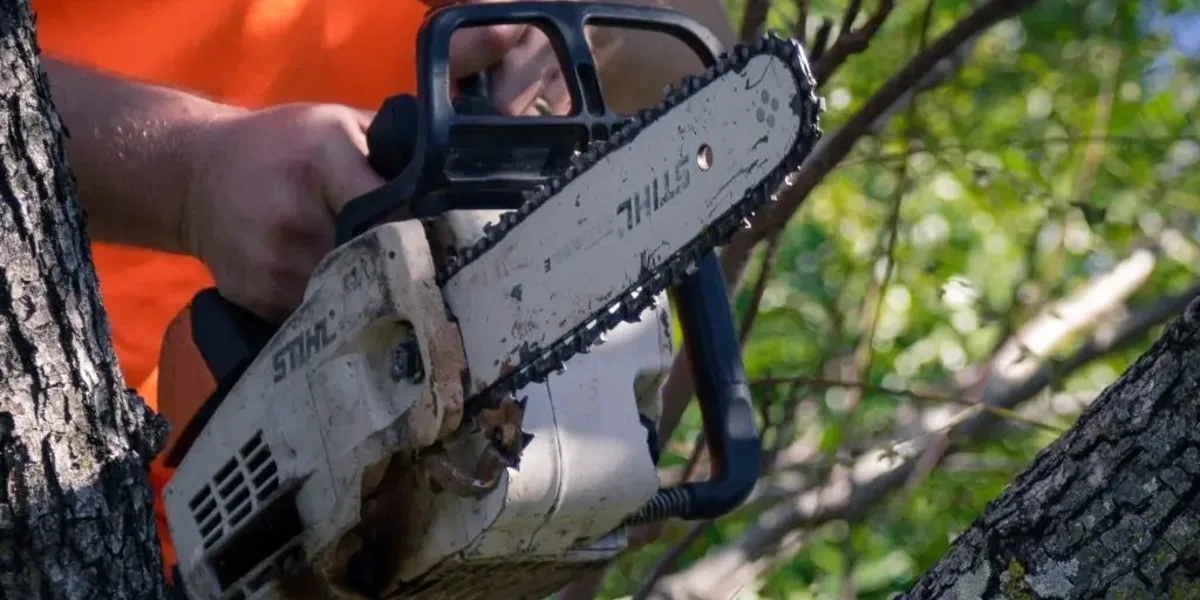 Arborist service Noosa