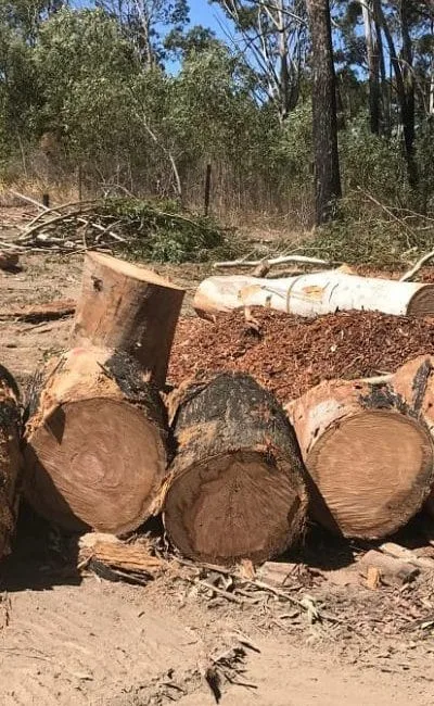 Mooloolaba Sunshine Coast Tree Lopping Caloundra 8 Land clearing Mooloolaba