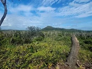 Coolum Sunshine Coast Tree Lopping Caloundra 21 Mount Peregian
