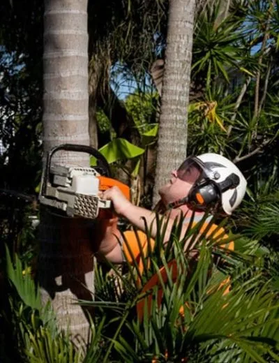Tree Trimming Sunshine Coast Tree Lopping Caloundra 8 Palm tree pruning Sunshine Coast