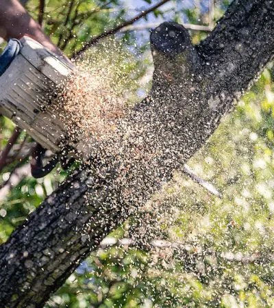 Tree Trimming Sunshine Coast Tree Lopping Caloundra 1 Pruning services Sunshine Coast