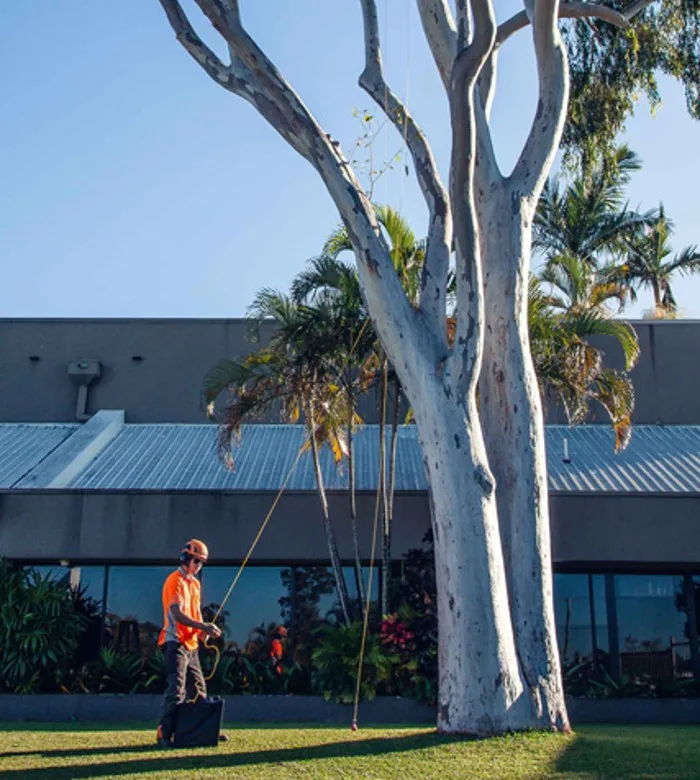 Coolum Sunshine Coast Tree Lopping Caloundra 2 Tree care service Coolum