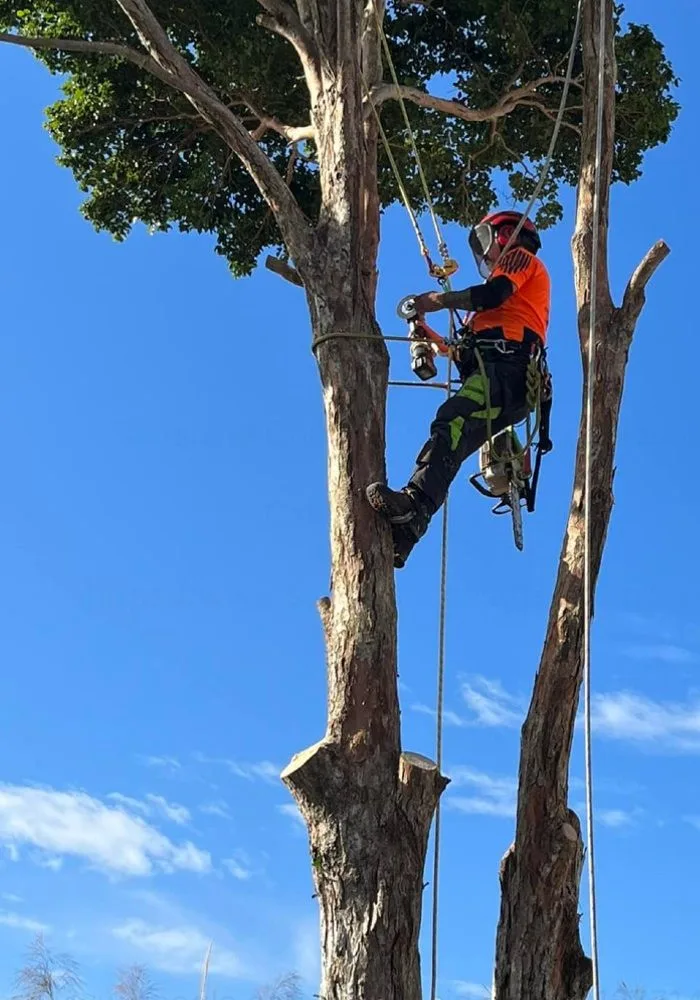 Tree Removal Sunshine Coast Tree Lopping Caloundra 2 Tree felling Sunshine Coast