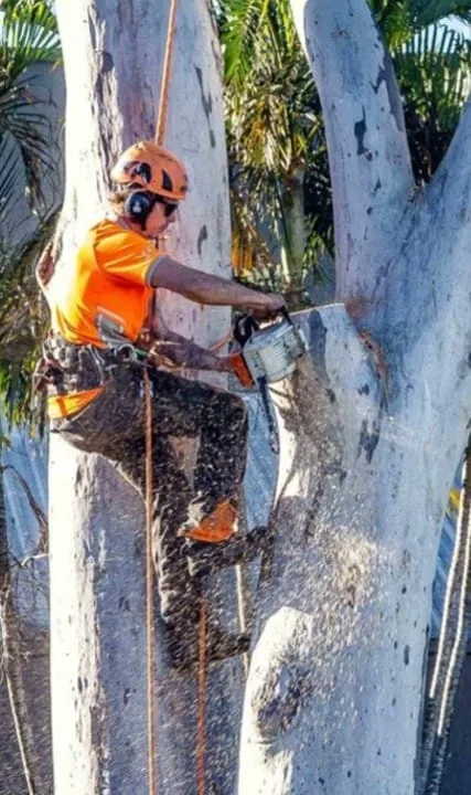 Tree Trimming Sunshine Coast Tree Lopping Caloundra 9 Tree lopping Sunshine Coast
