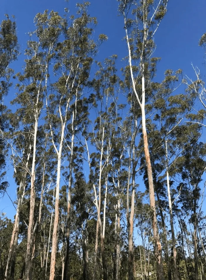 Mooloolaba Sunshine Coast Tree Lopping Caloundra 1 Tree maintenance Mooloolaba