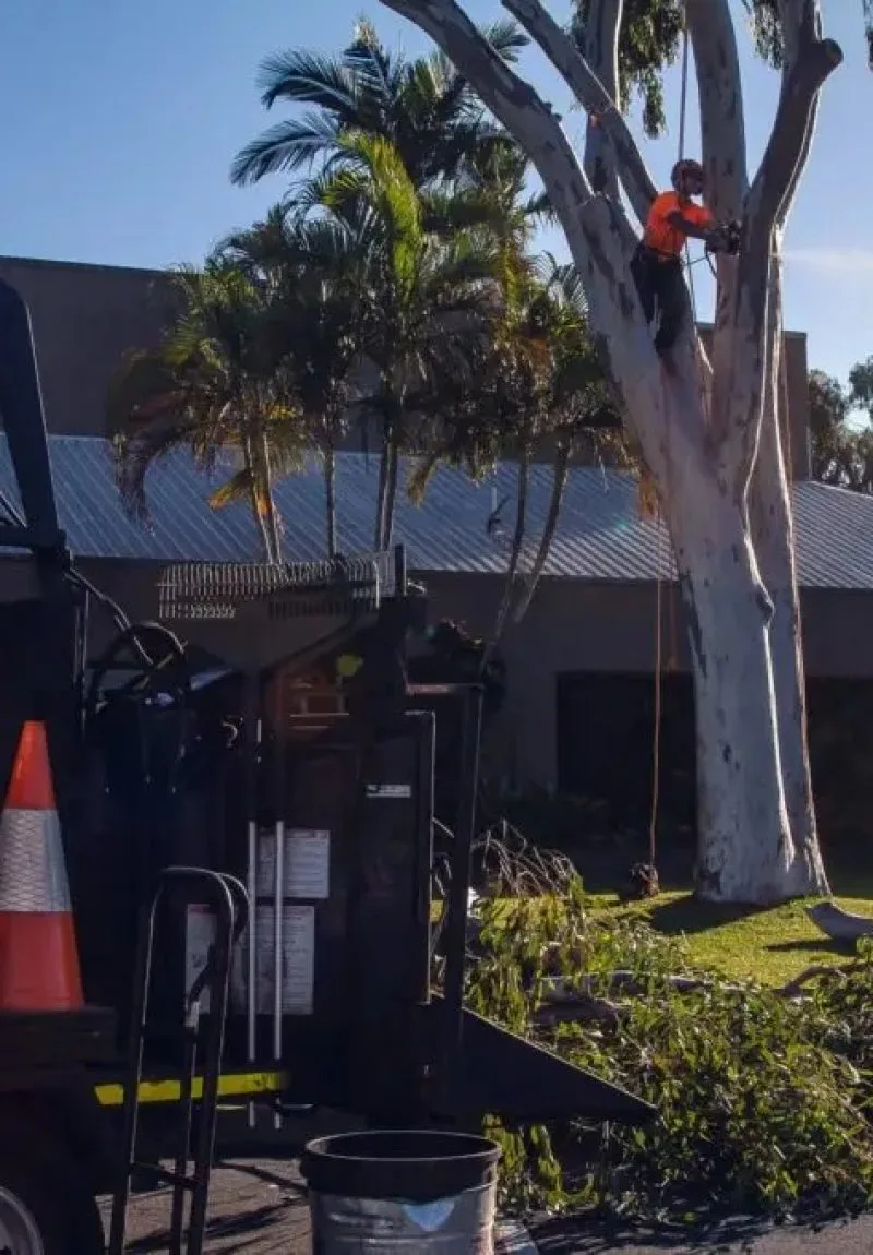 Tree Trimming Sunshine Coast Tree Lopping Caloundra 2 Tree pruning Sunshine Coast
