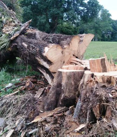 Tree Removal Sunshine Coast Tree Lopping Caloundra 1 Tree removals Sunshine Coast