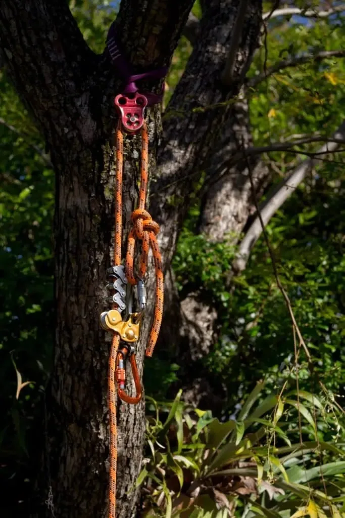 Tree risk assessment Sunshine Coast
