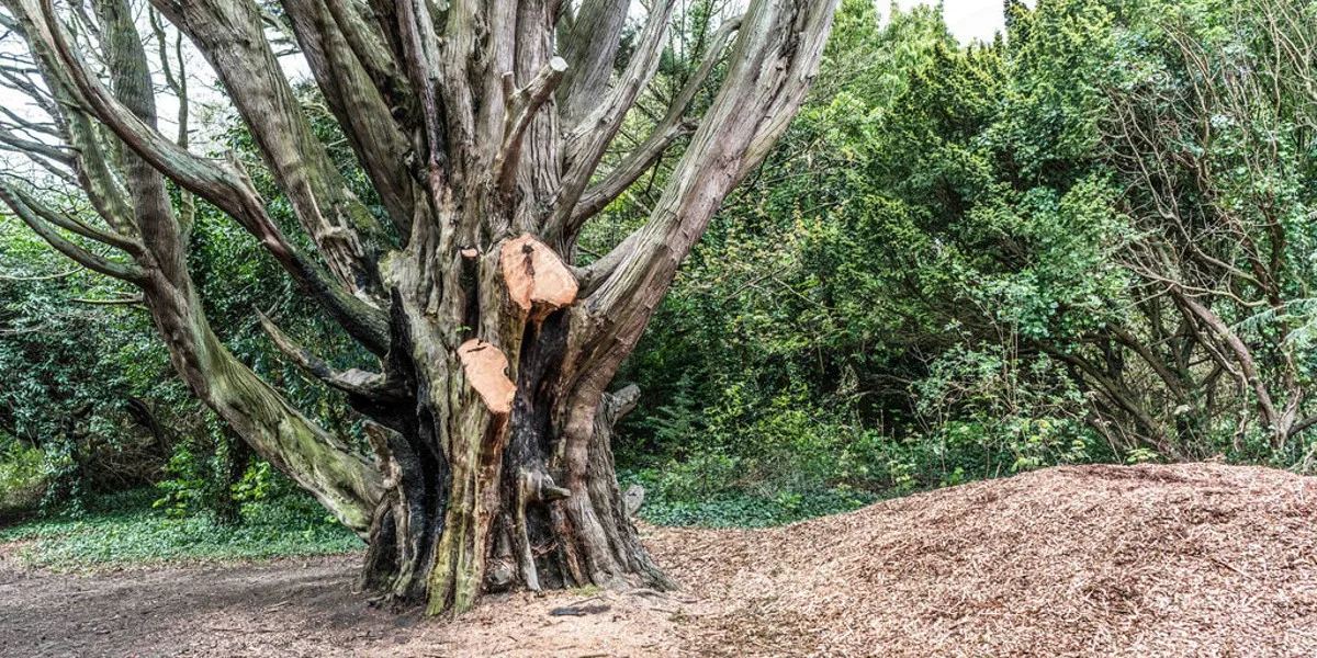 Buderim Sunshine Coast Tree Lopping Caloundra 7 Tree services Buderim