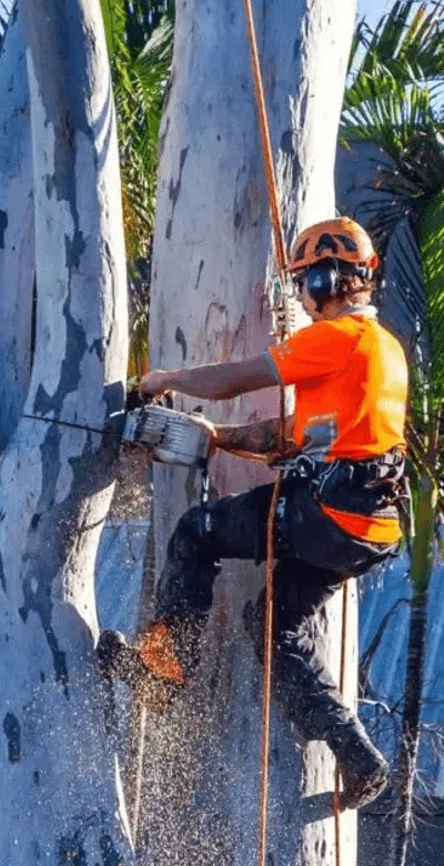 Mooloolaba Sunshine Coast Tree Lopping Caloundra 7 Tree surgeon Mooloolaba