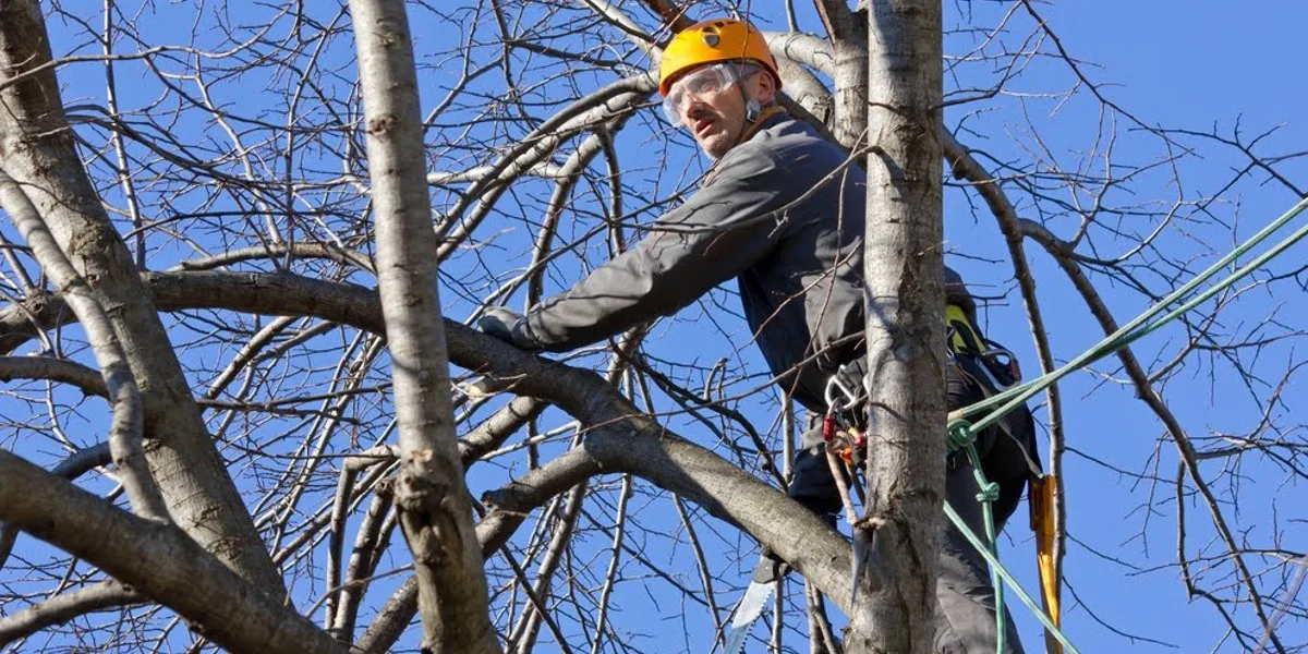 Mooloolaba Sunshine Coast Tree Lopping Caloundra 6 Tree surgeons Mooloolaba
