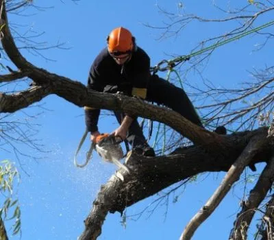Tree trimming Maroochydore