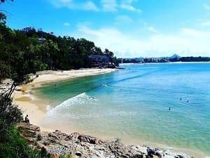 Tree Removal & Lopping Kuluin - Sunshine Coast Tree Lopping Caloundra Sunshine Coast Tree Lopping Caloundra 15 noosa