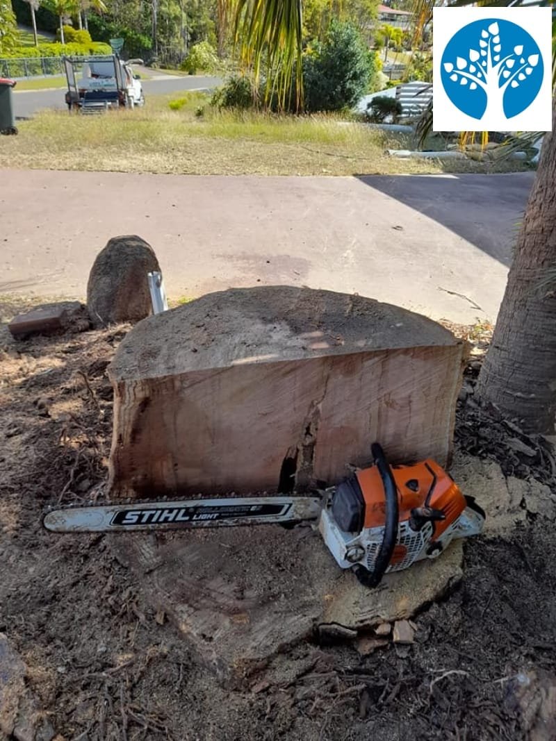 Nambour Sunshine Coast Tree Lopping Caloundra 9 Stump Grinding Nambour